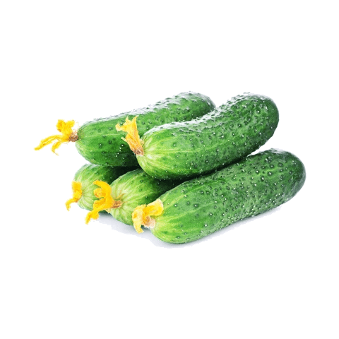 WARZYWA OGÓREK GRUNTOWY (5KG) PL