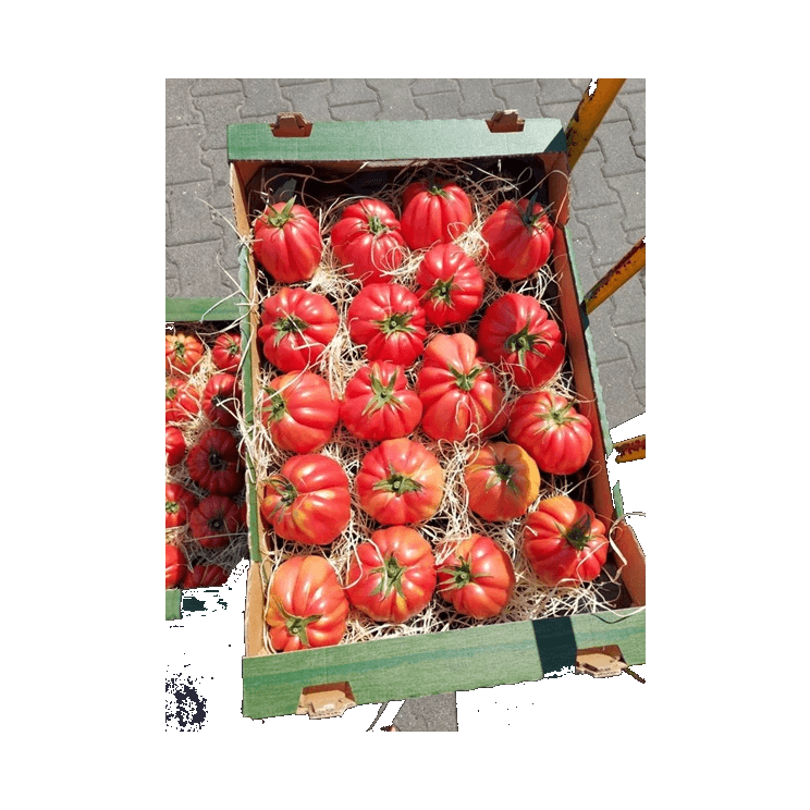 WARZYWA POMIDOR ROSAMUNDA PL (6KG)