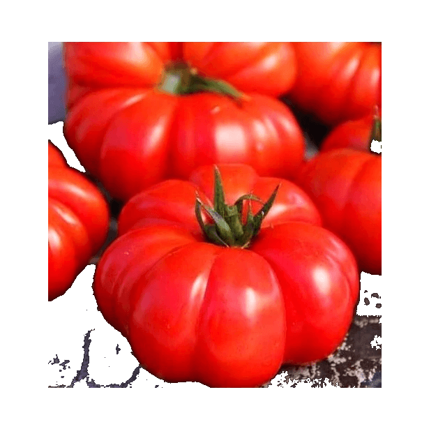 WARZYWA POMIDOR ROSAMUNDA BB-BBB