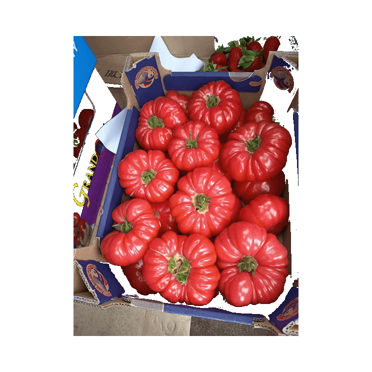 WARZYWA POMIDOR OGRODOWY BBB PL 6KG